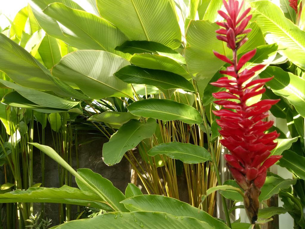 Villa Esa Ubud Ngoại thất bức ảnh